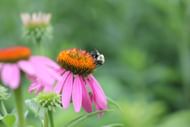 Bee pollen is a mixture of nectar, flower pollen, honey, enzymes and bee secretions. (Photo via Pexels/alex ohan)